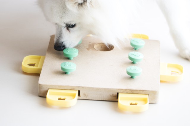 A Beginner’s Guide to Finding the Perfect Toys for Your Dog or Cat